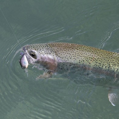 Fishing Dunstan 22 12 2012 26